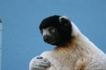 Crowned sifaka *