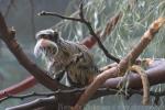 Emperor tamarin *