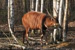 Eastern bongo