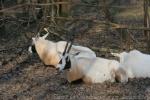 Arabian oryx