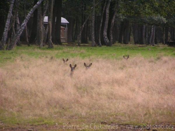 European roe deer