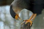 Crested caracara