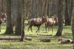 Western red deer