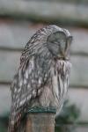 Ural owl