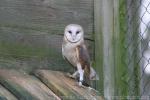 Common barn owl