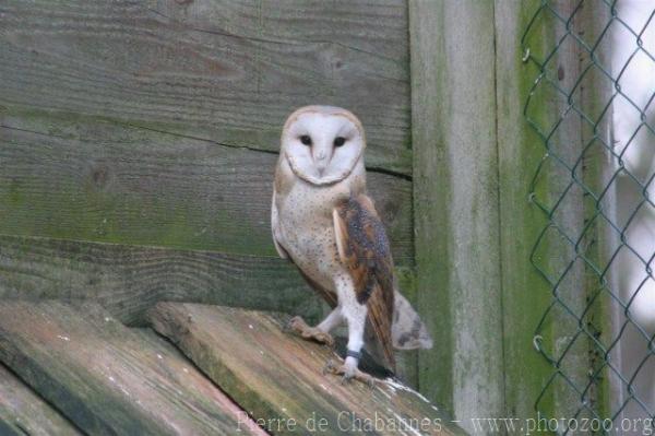 Common barn owl