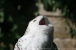 Snowy owl