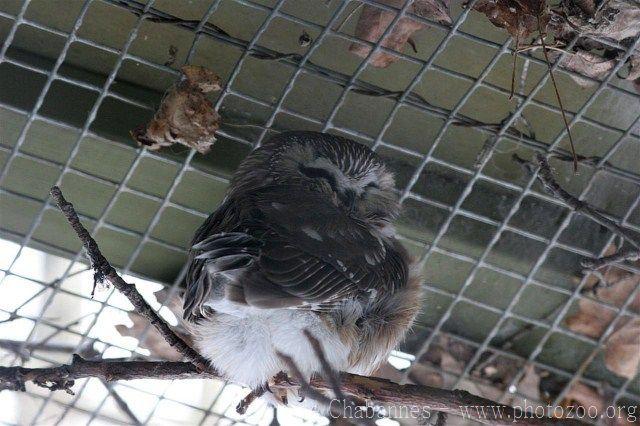 Northern saw-whet owl *