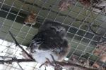 Northern saw-whet owl *