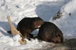 North American beaver