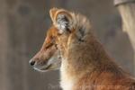 Chinese dhole