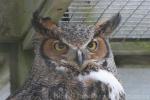 Great horned owl