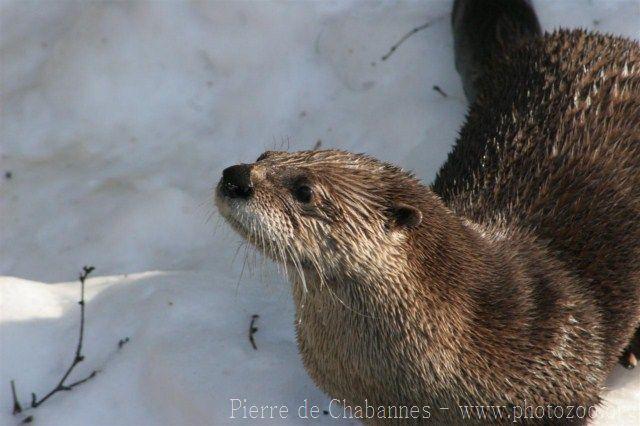 North American river otter