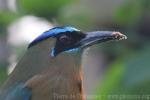 Blue-diademed motmot