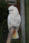 Philippine cockatoo