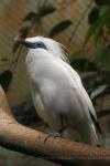 Bali myna