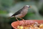 Chestnut-tailed starling