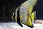 Longfin batfish *