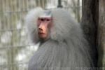 Hamadryas baboon