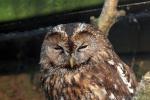 Tawny owl