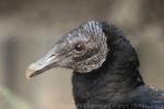 American black vulture