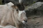 Addax