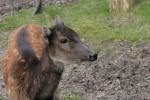 Visayan spotted deer