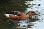 Fulvous whistling-duck