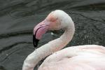 Greater flamingo