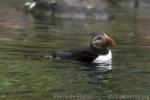 Atlantic puffin