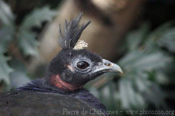 Congo peafowl