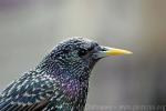 Common starling