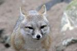 Swift fox