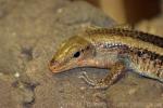 Western girdled lizard