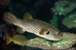 Reticulated pufferfish