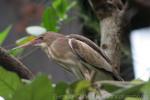 Little bittern