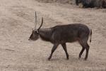 Common waterbuck