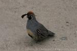 Gambel's quail