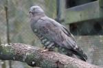 Western honey-buzzard