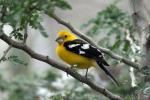 Yellow grosbeak