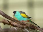 Hooded parrot