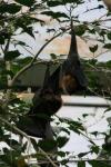 Lyle's flying-fox *