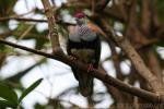 Superb fruit-dove