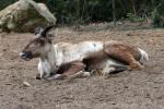 Finnish forest reindeer