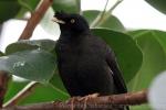 Crested myna *