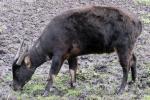 Lowland anoa