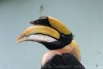 Great hornbill