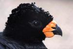 Red-billed curassow