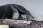 Giant anteater