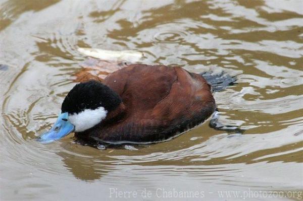 Ruddy duck